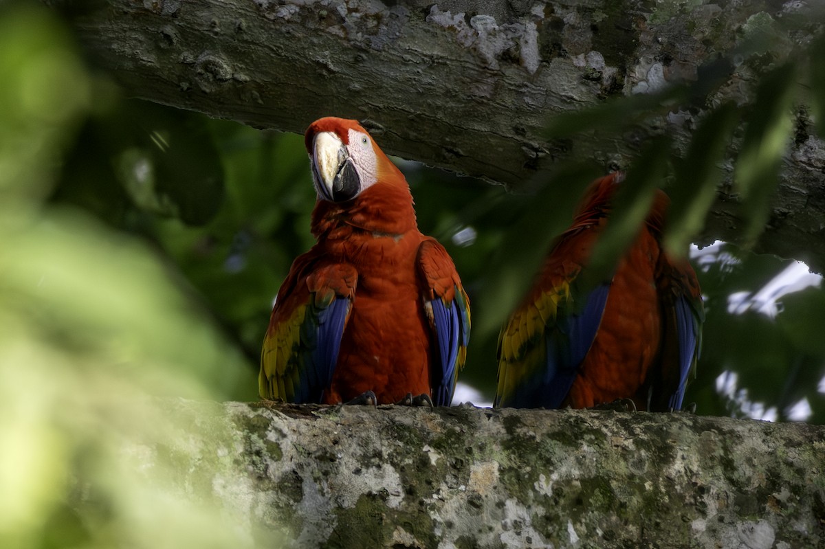 Scarlet Macaw - ML646454132