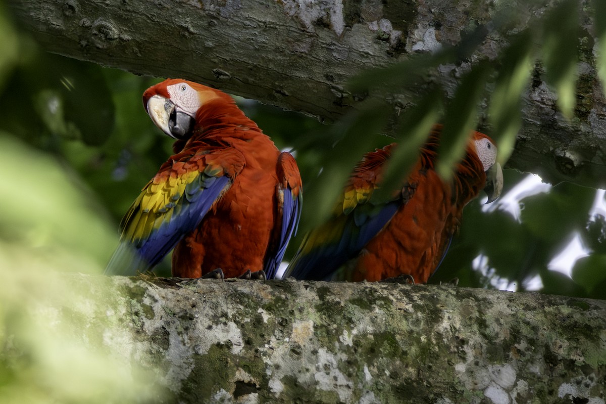 Scarlet Macaw - ML646454133