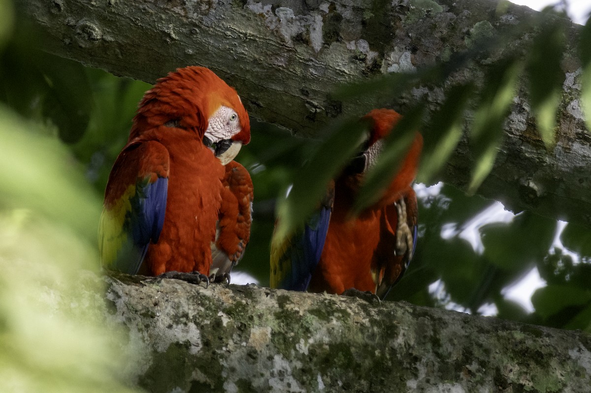 Scarlet Macaw - ML646454134