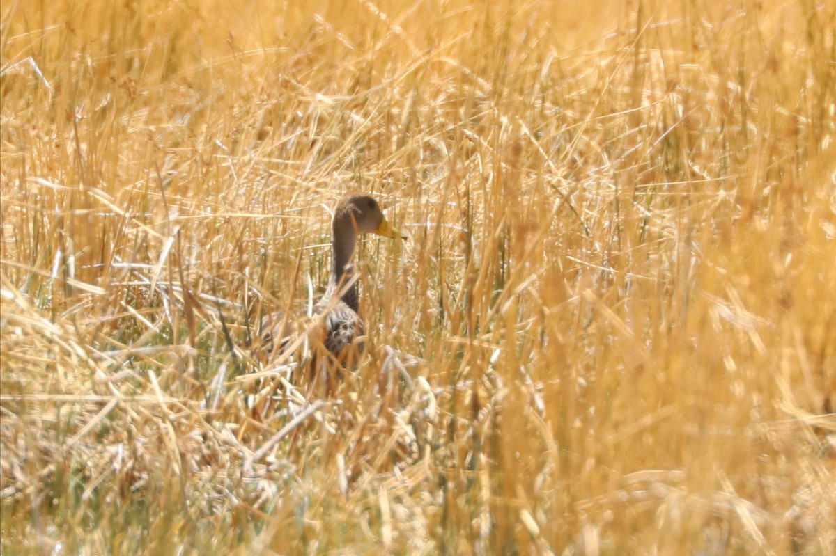 キバシオナガガモ - ML646454136