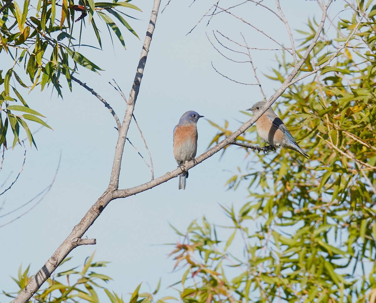 Western Bluebird - ML646454137