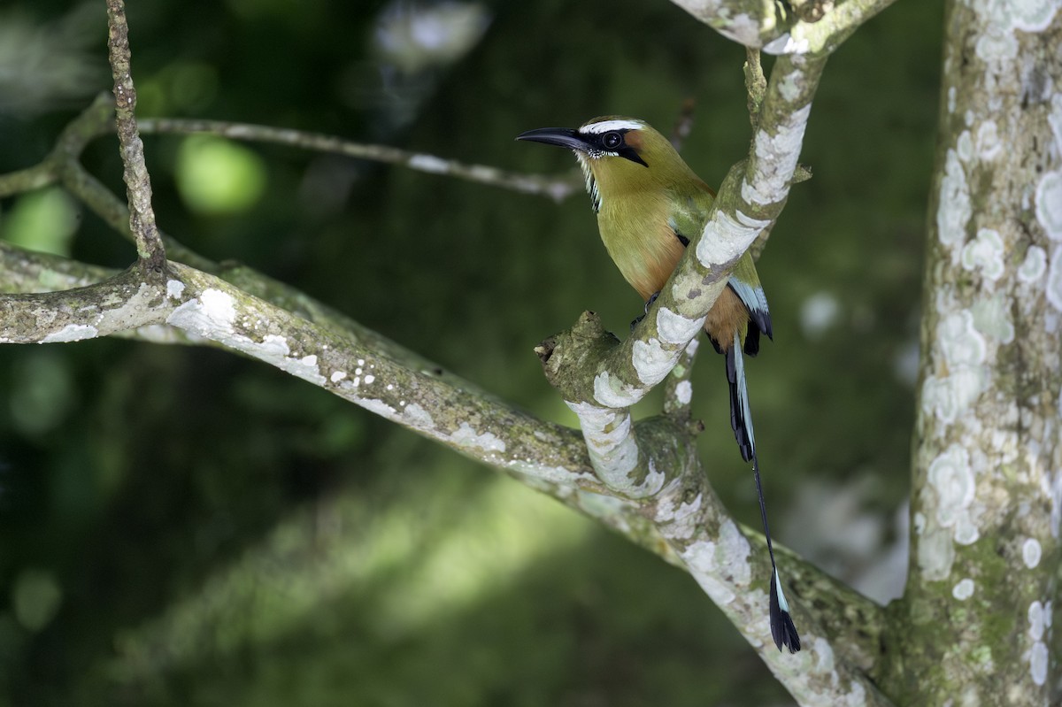 Момот рудочеревий - ML646454139