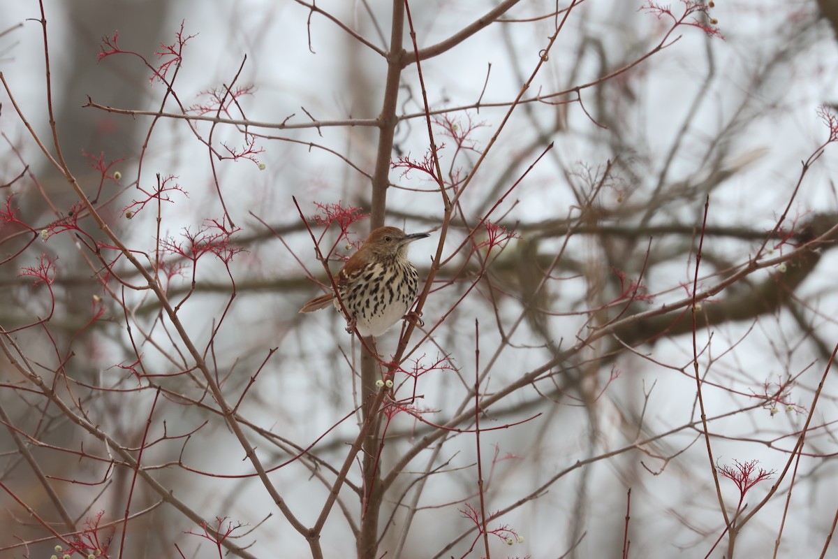 Kahverengi Çöpçü - ML646454140