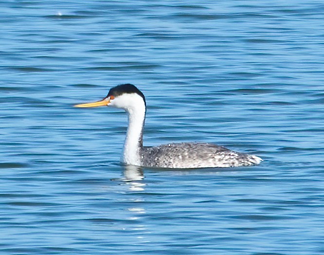 Clark murgila - ML646454141