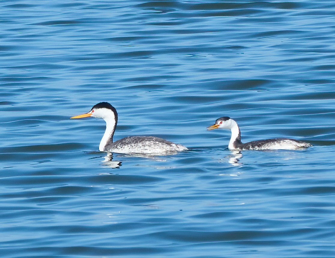 Пірникоза Кларка - ML646454142