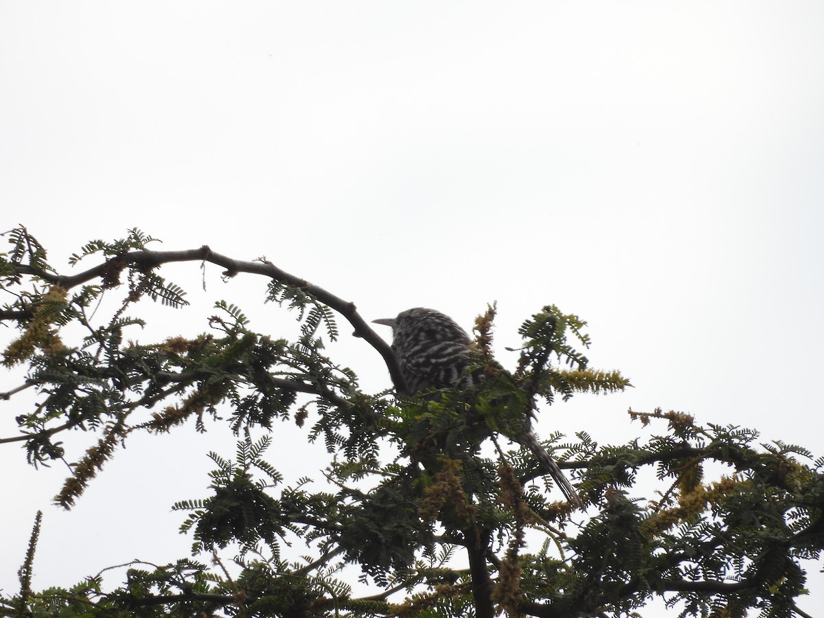 Fasciated Wren - ML646454143