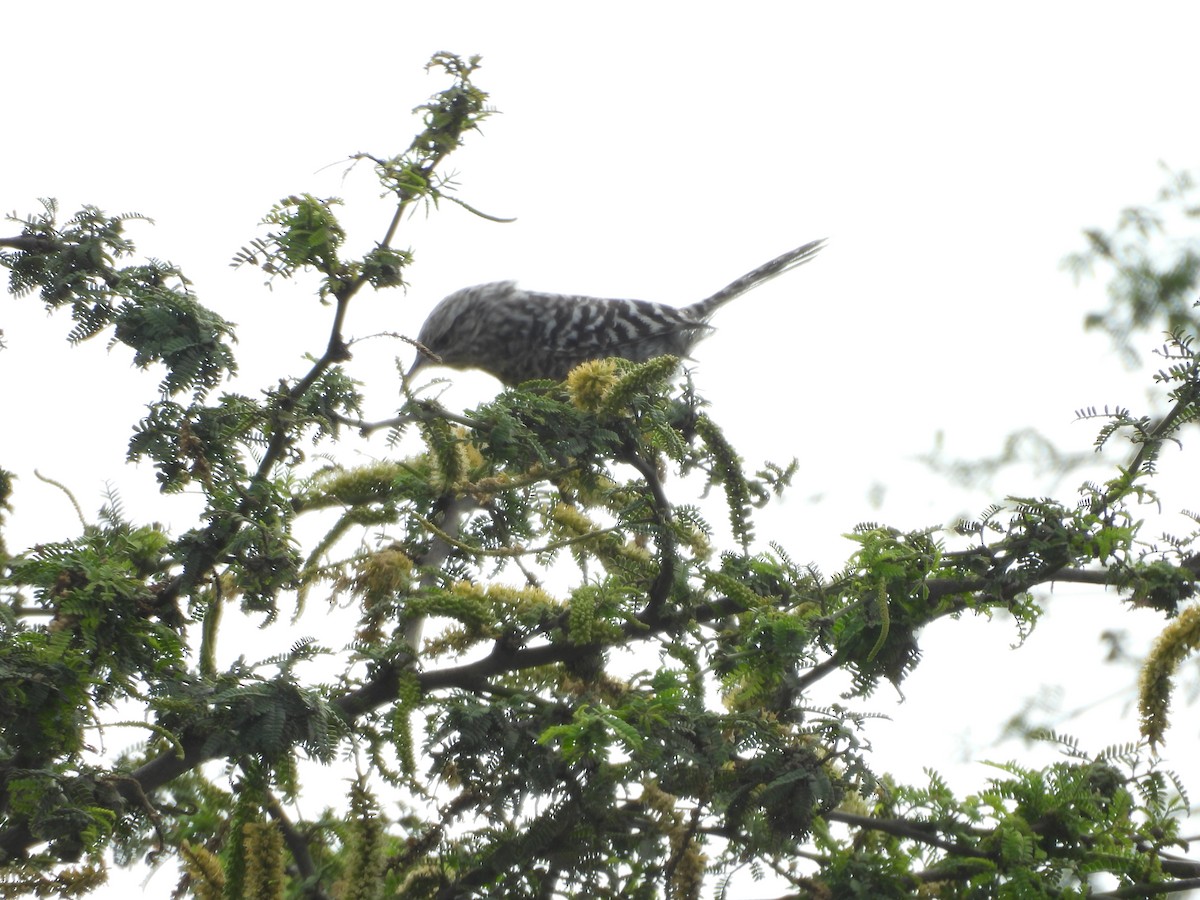 Fasciated Wren - ML646454144
