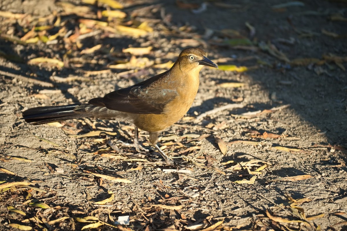 Great-tailed Grackle - ML646454145