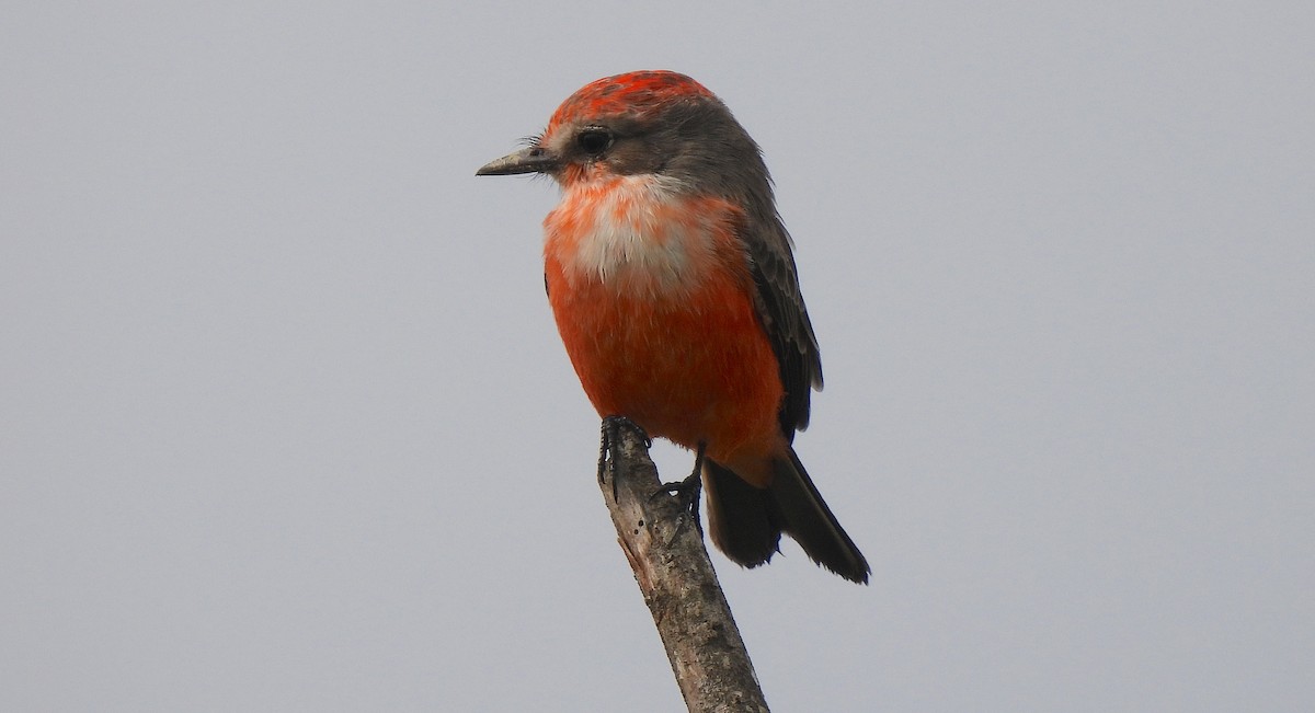 Vermilion Flycatcher - ML646454147