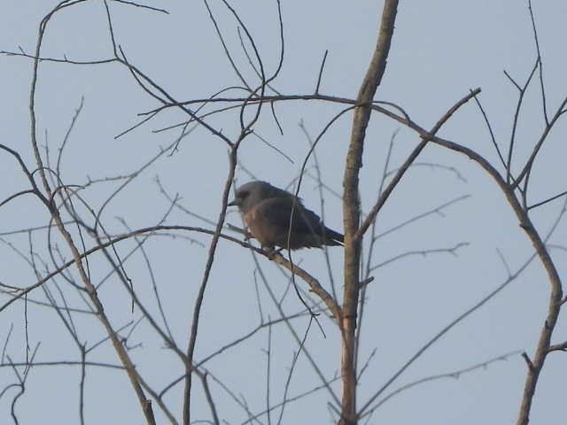 Ashy Woodswallow - ML646454148