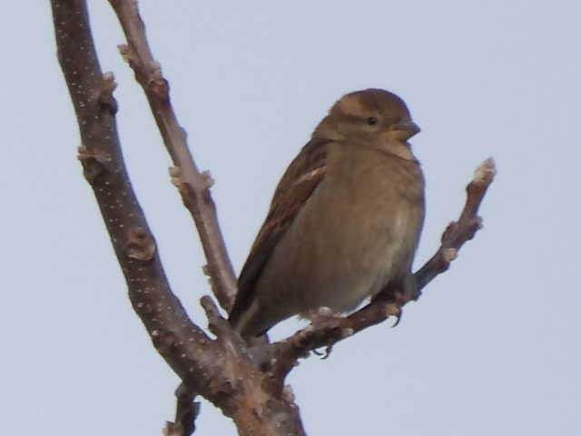 Etxe-txolarrea - ML646454150