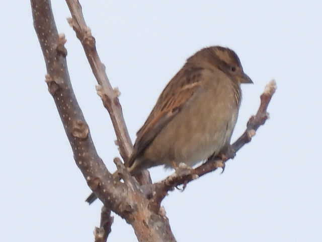 Etxe-txolarrea - ML646454151