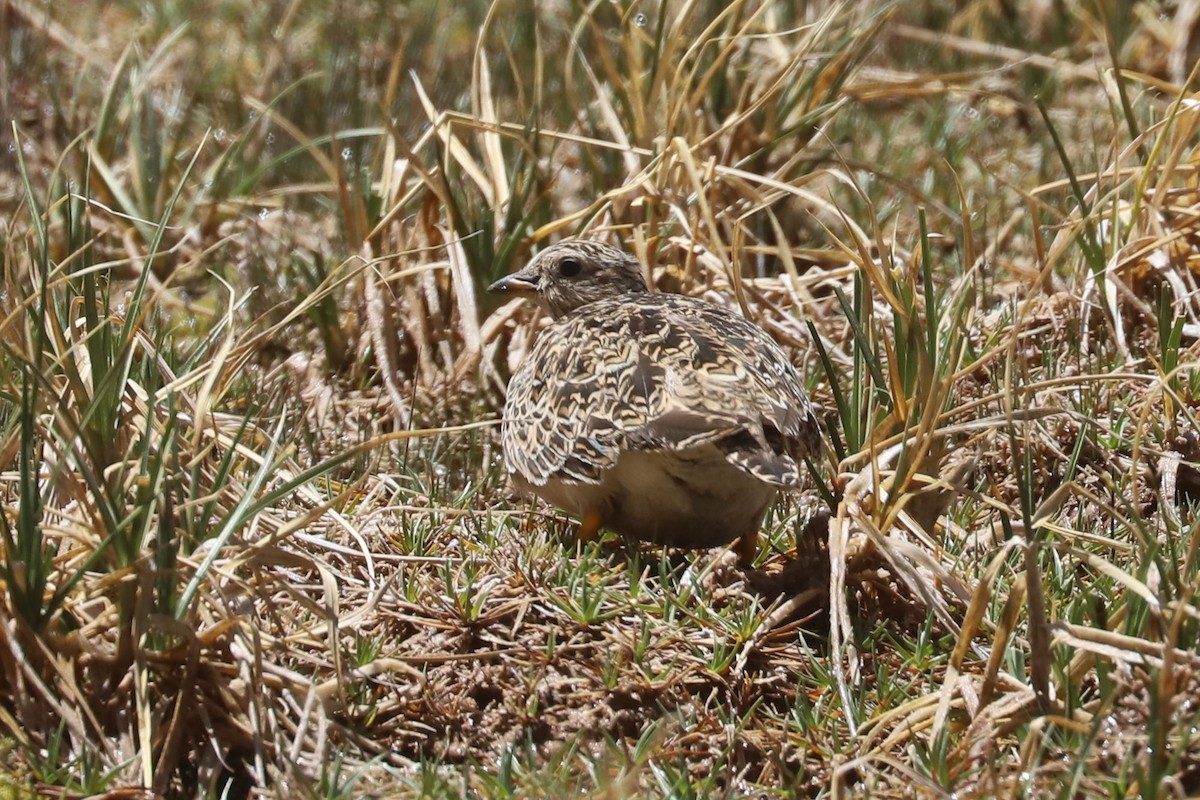 Gray-breasted Seedsnipe - ML646454152