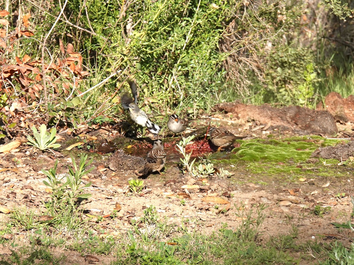 White-crowned Sparrow - ML646454153