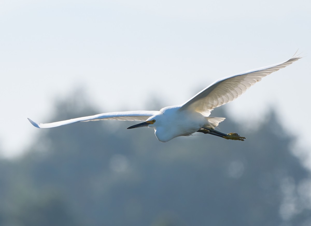 Snowy Egret - ML646454157
