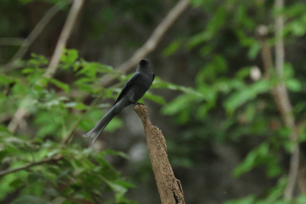 Ashy Drongo (Blackish/Sooty) - ML646454158