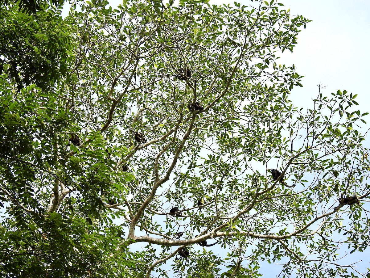 Scimmia urlatrice dal mantello - ML646454159