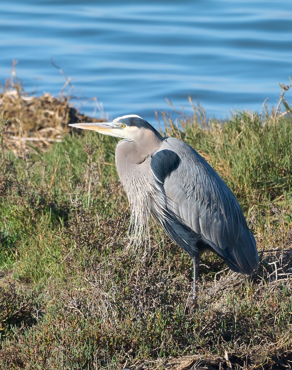 Koartza hauskara amerikarra - ML646454160