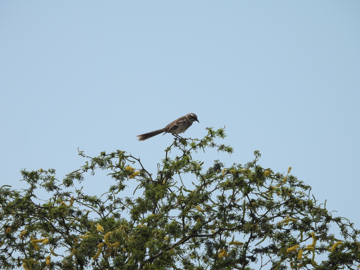 Long-tailed Mockingbird - ML646454161