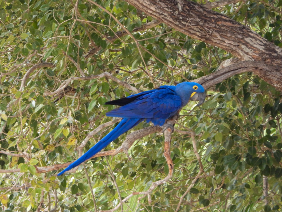 Hyacinth Macaw - ML646454162