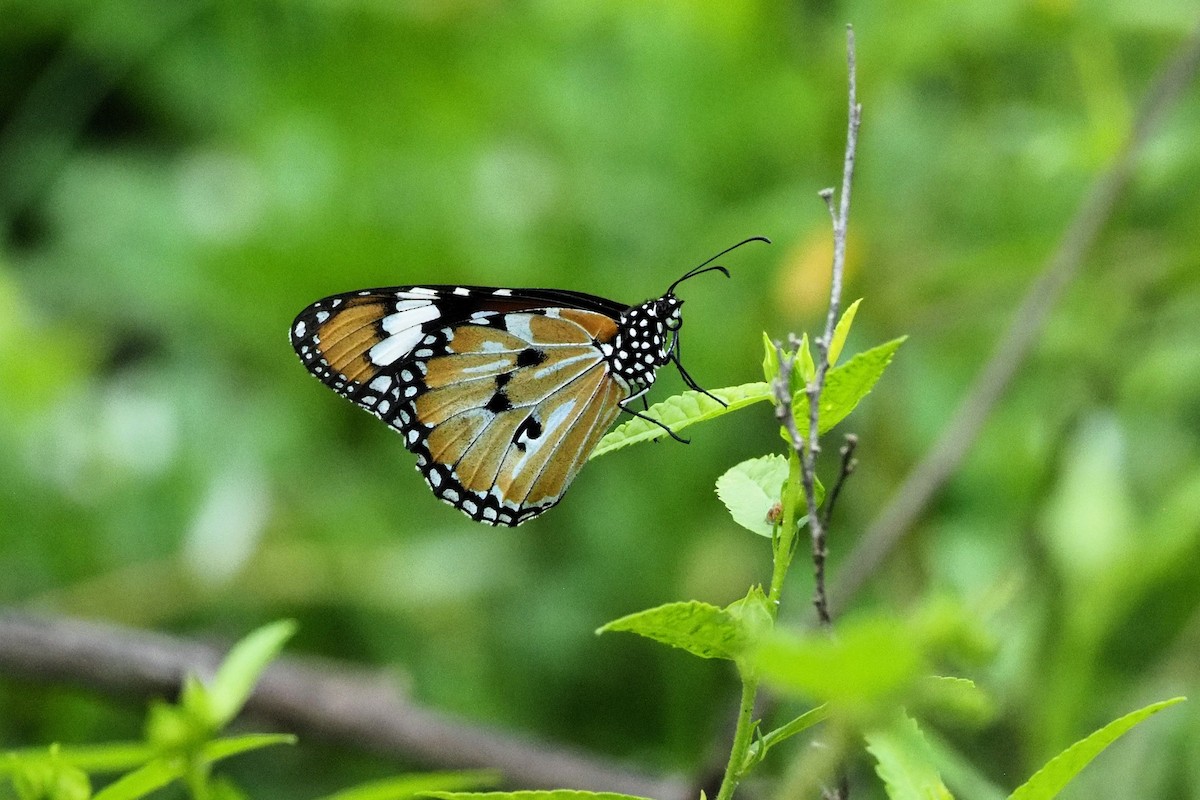 Plain Tiger Butterfly - ML646454164