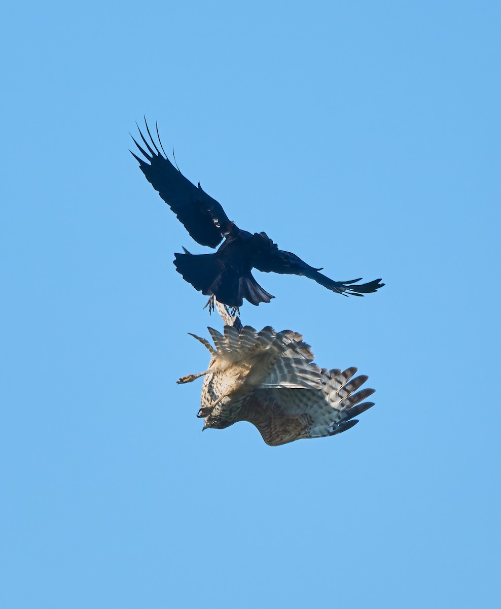 Red-shouldered Hawk - ML646454166