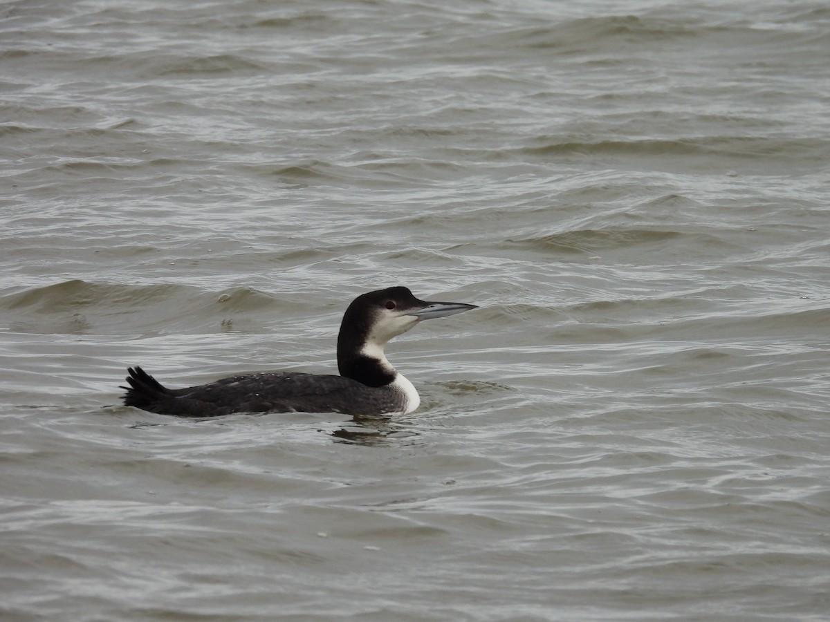 Aliota handia - ML646454167