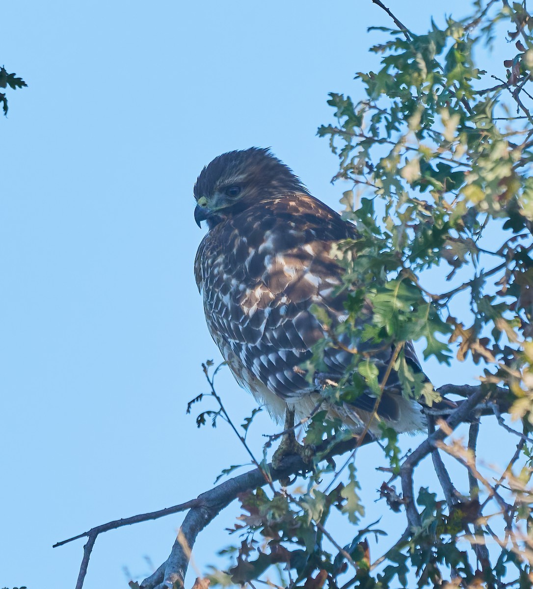 Red-shouldered Hawk - ML646454168