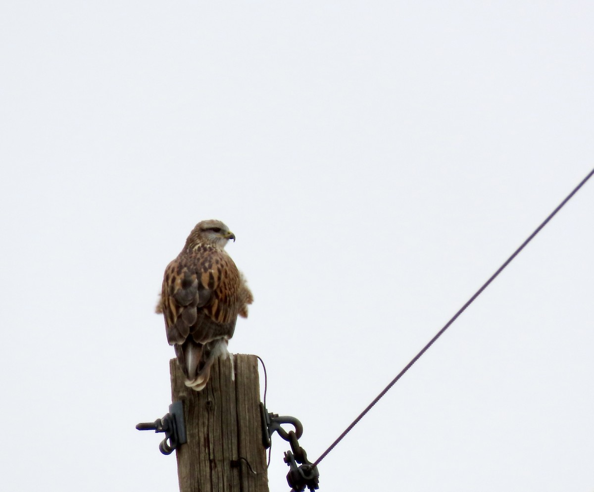 Ferruginous Hawk - ML646454169