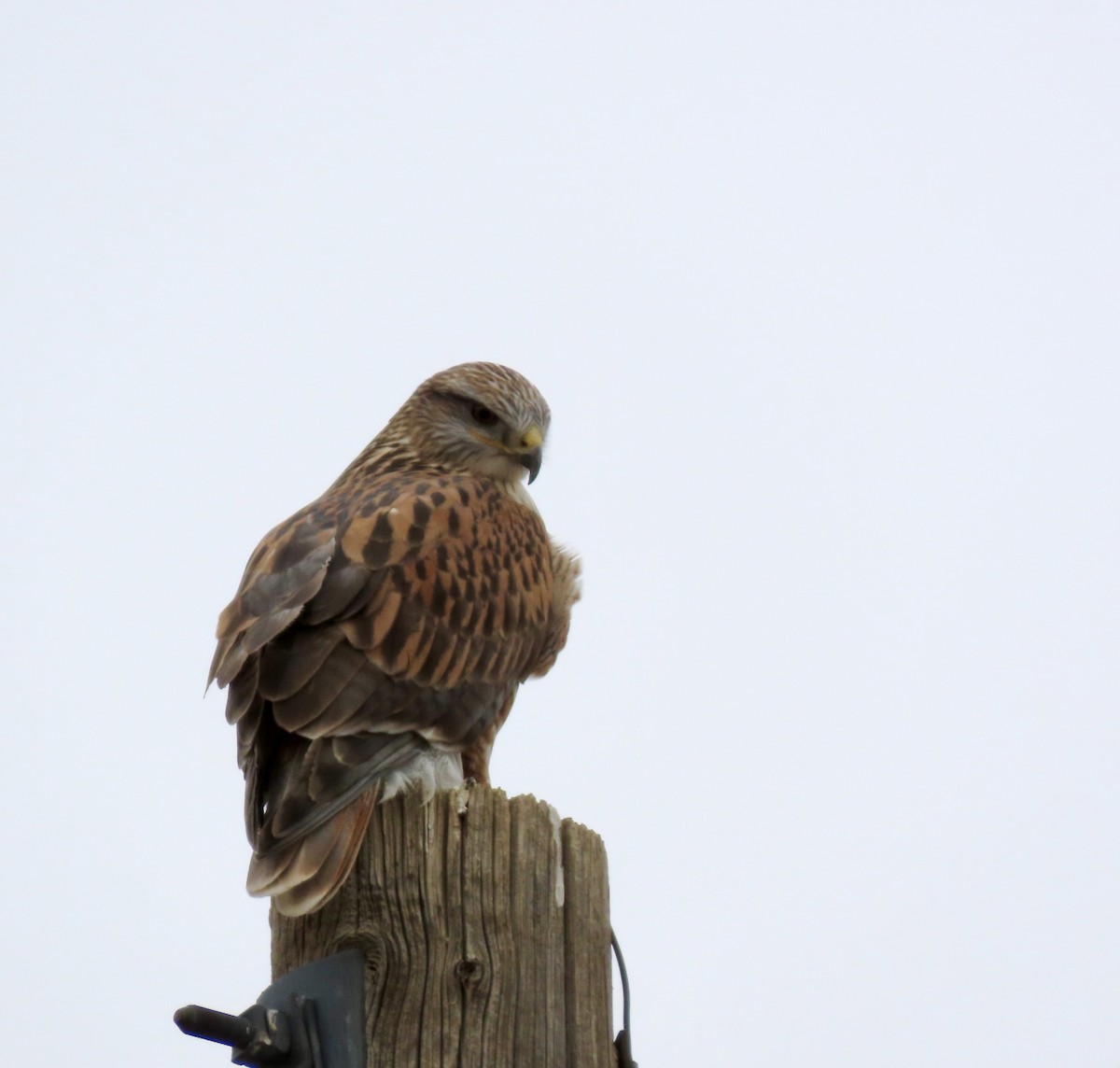 Ferruginous Hawk - ML646454170