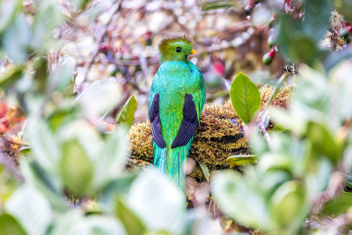 Resplendent Quetzal - ML646454171