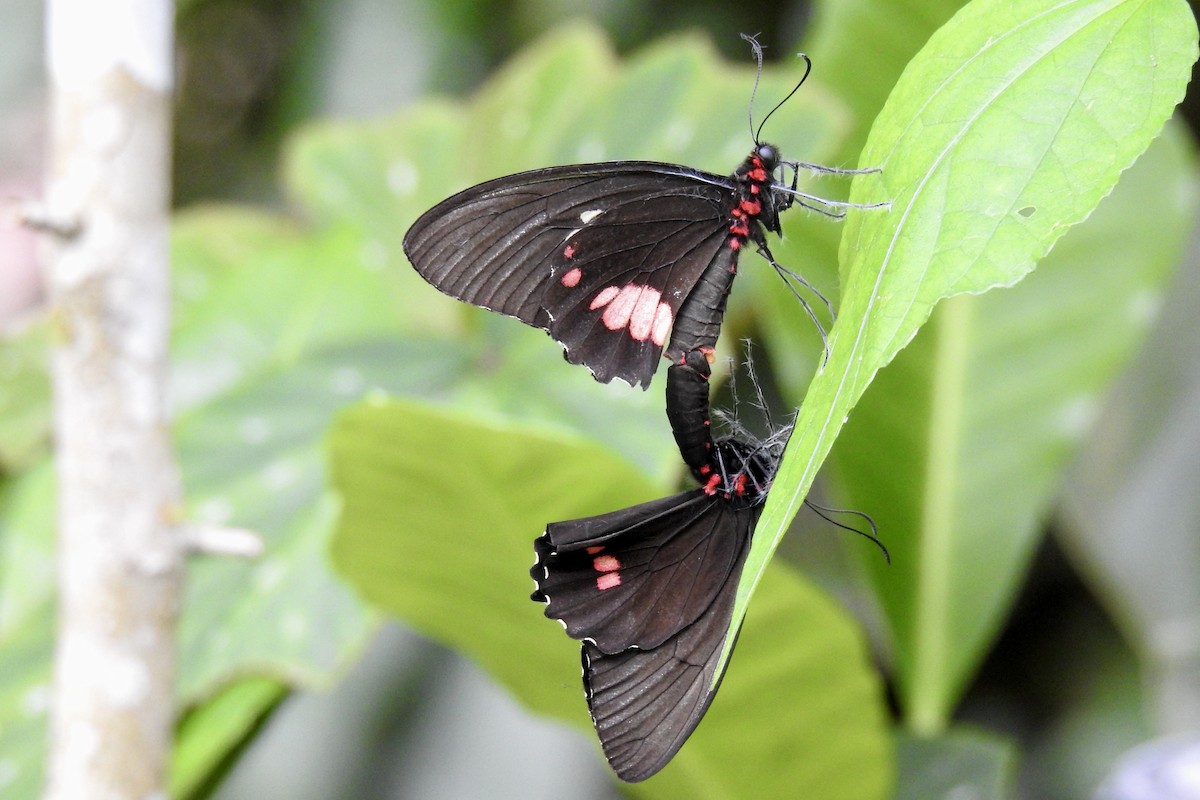 Cattlehearts - ML646454174