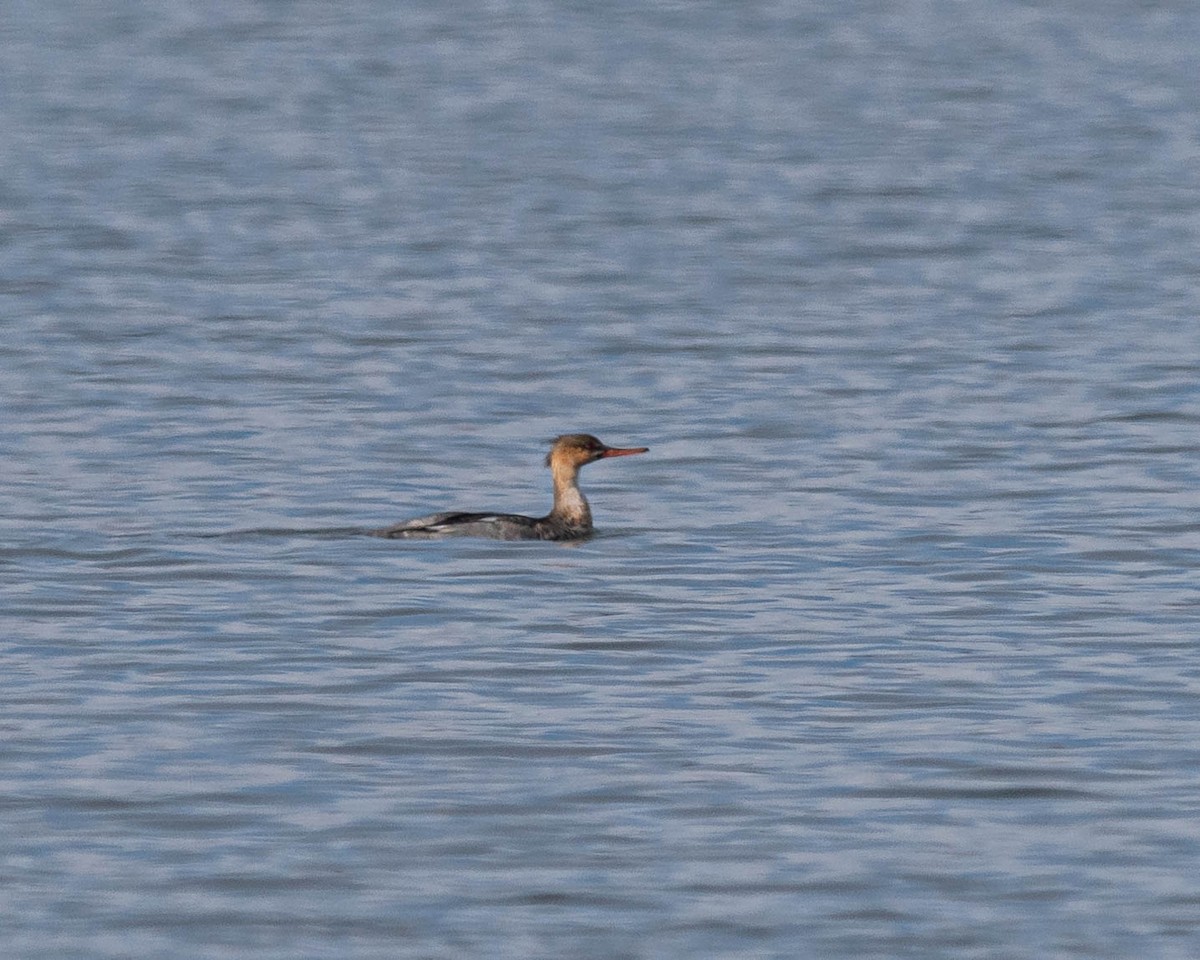 Red-breasted Merganser - ML646454175