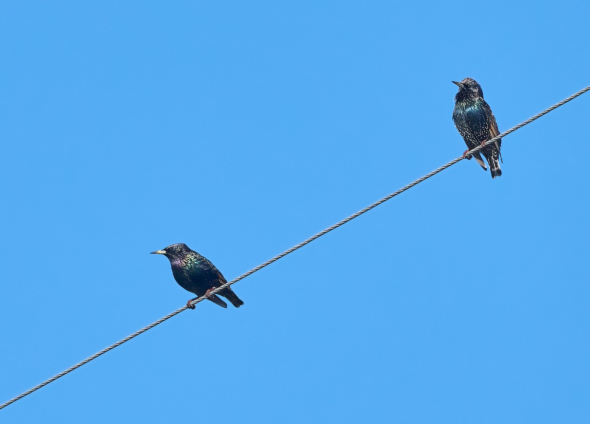 Шпак звичайний - ML646454176