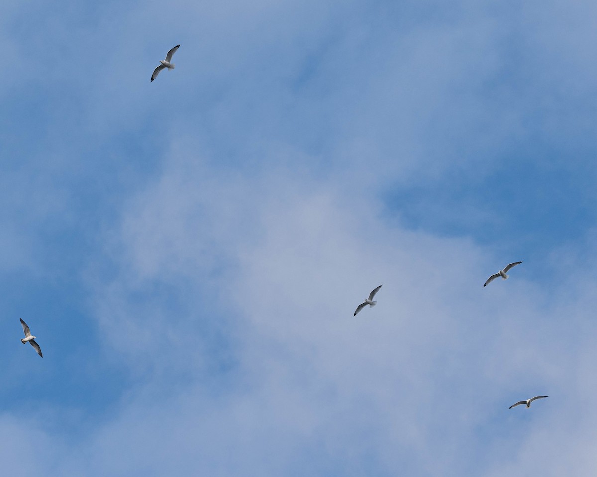 Ring-billed Gull - ML646454178