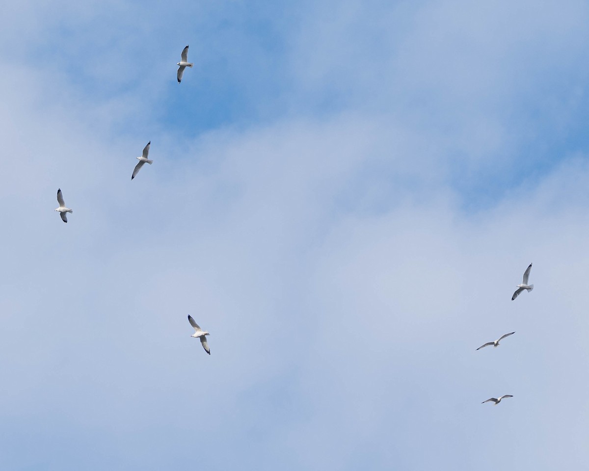 Ring-billed Gull - ML646454179