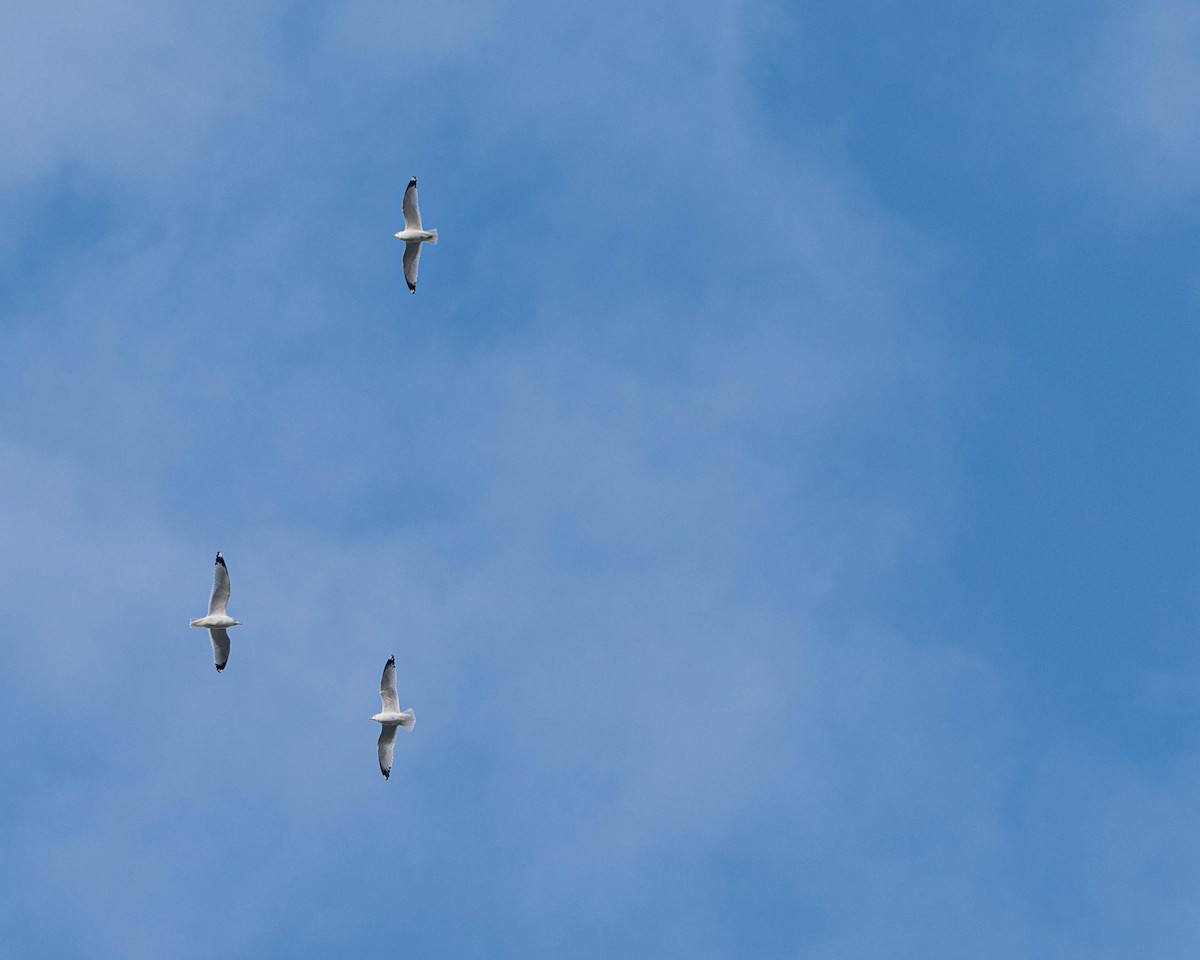 Ring-billed Gull - ML646454180