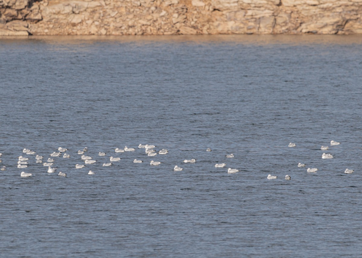 Ring-billed Gull - ML646454181