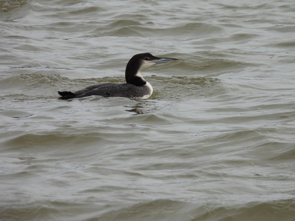 Common Loon - ML646454182