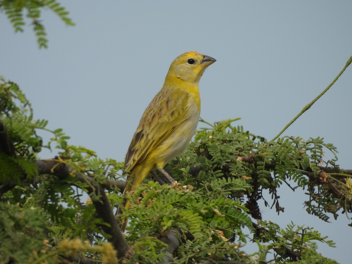 Saffron Finch - ML646454183