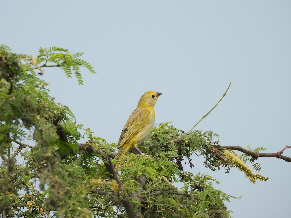 Saffron Finch - ML646454185