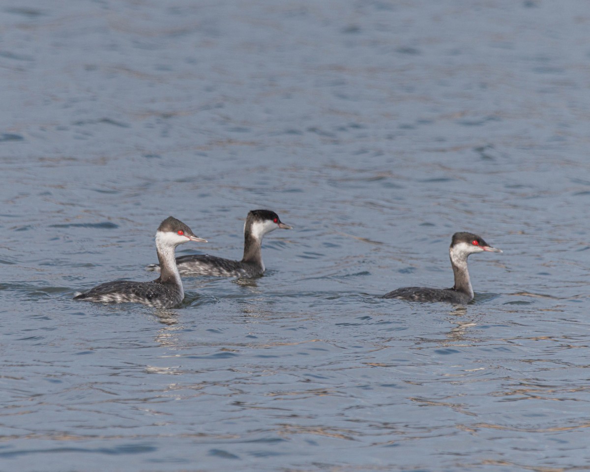 Horned Grebe - ML646454187