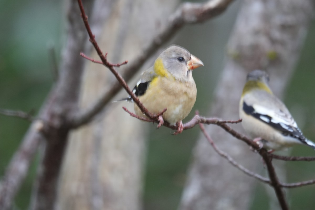Evening Grosbeak - ML646454188