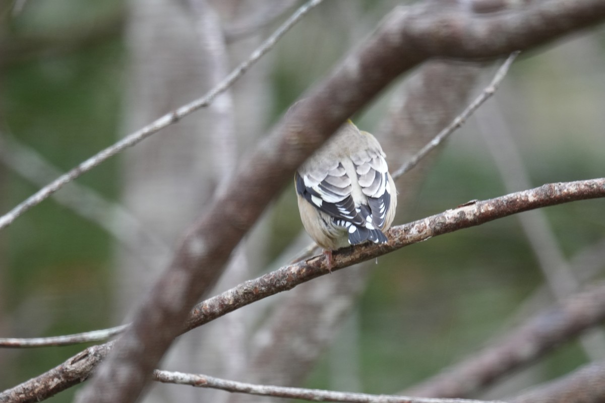 Evening Grosbeak - ML646454189