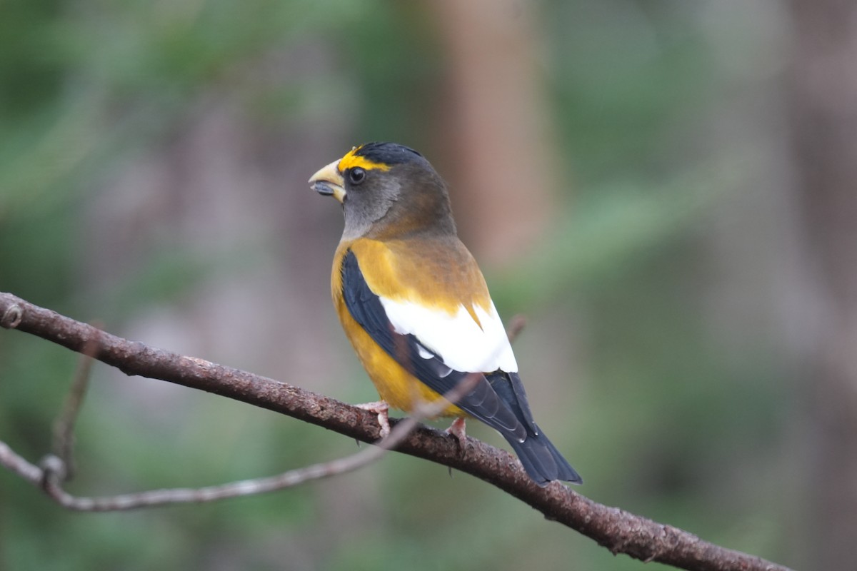 Evening Grosbeak - ML646454191