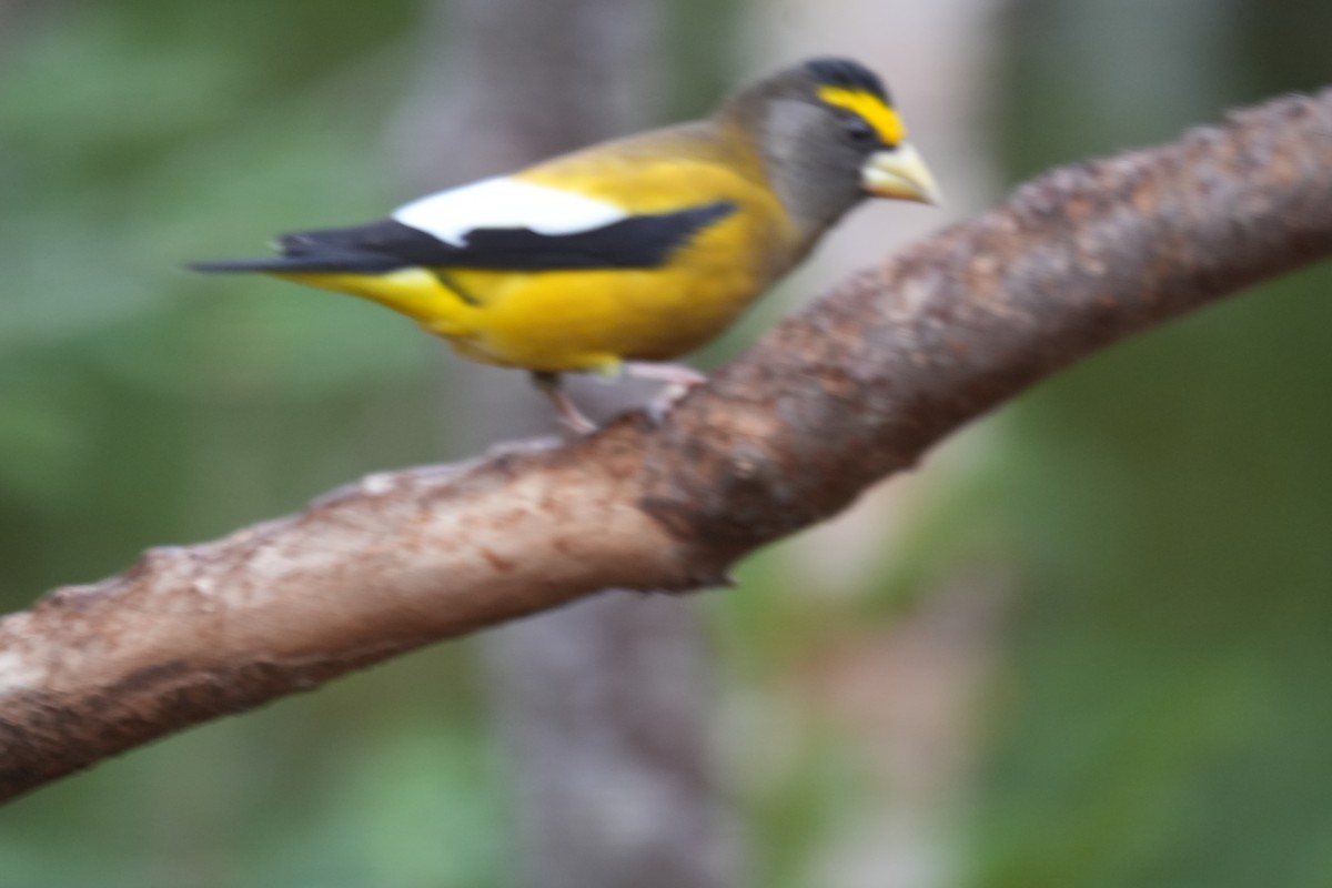 Evening Grosbeak - ML646454192