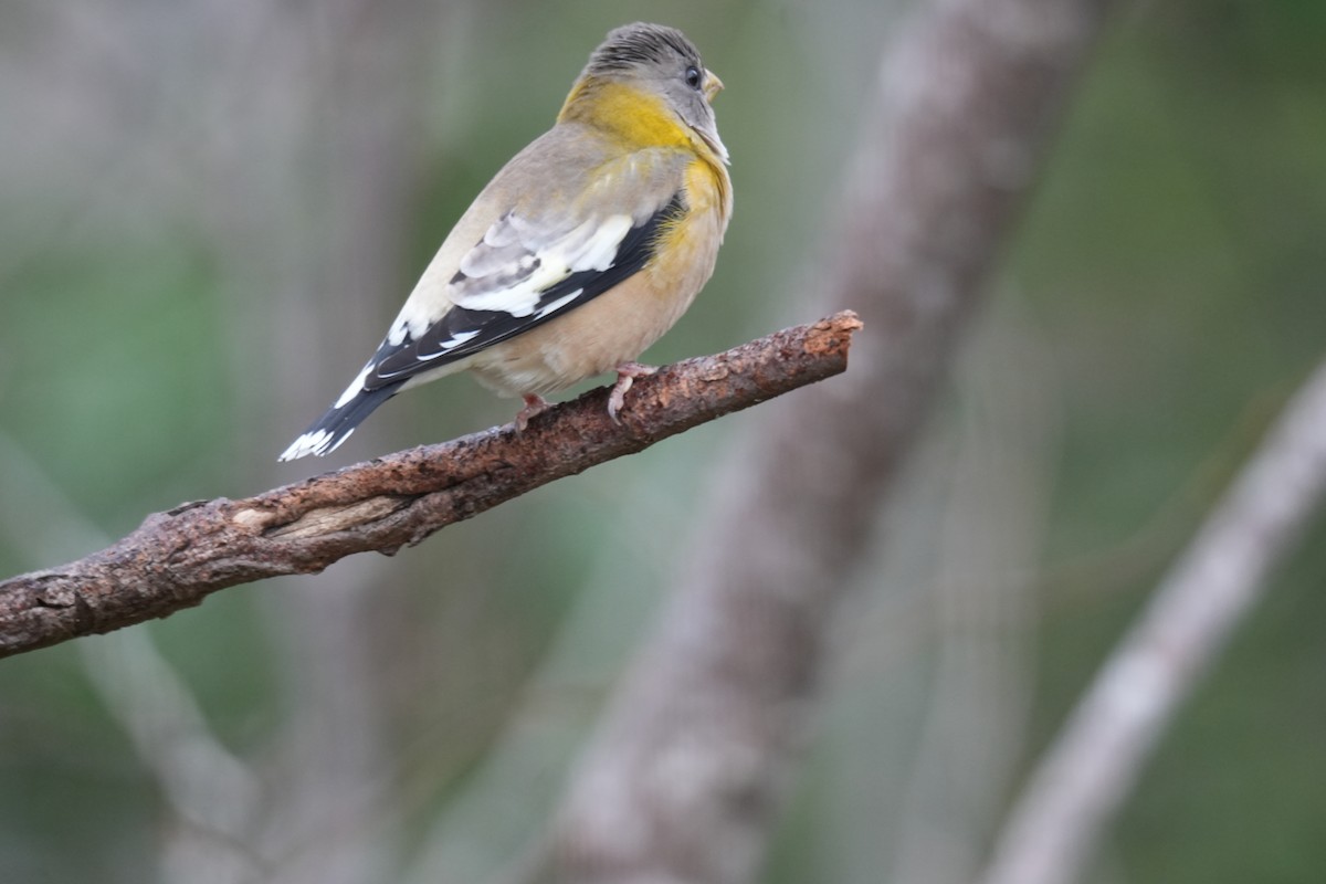 Evening Grosbeak - ML646454193