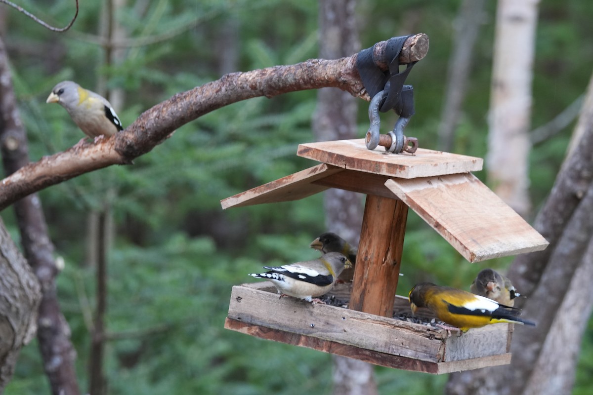 Evening Grosbeak - ML646454194