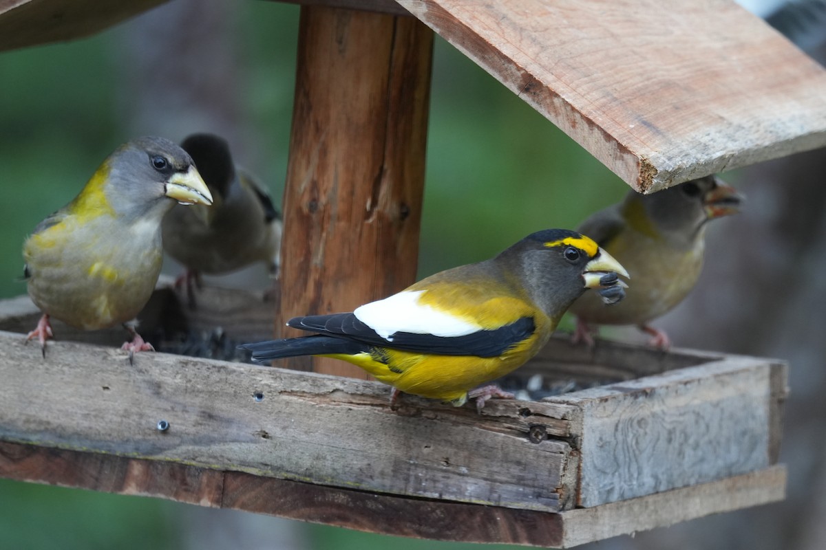 Evening Grosbeak - ML646454195
