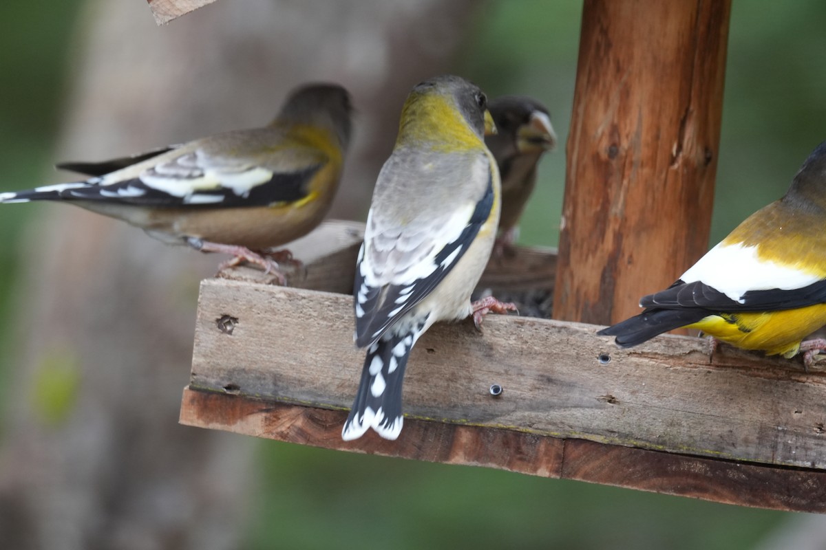 Evening Grosbeak - ML646454196
